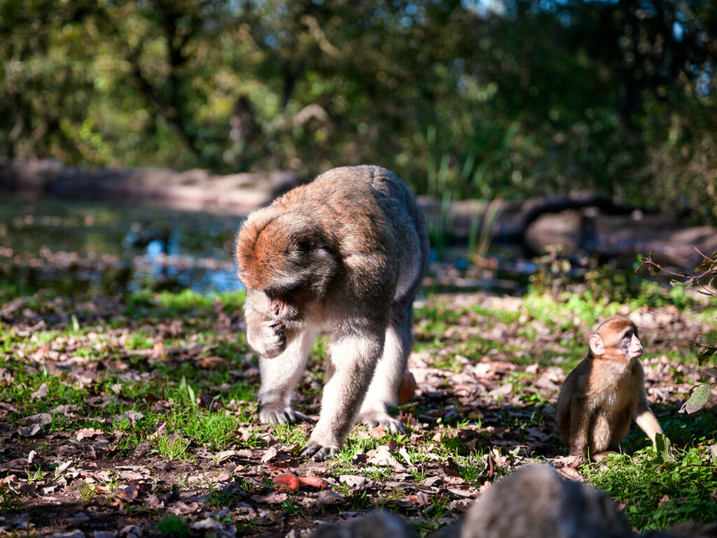 Forêt des Singes à Rocamadour, tourisme Dordogne