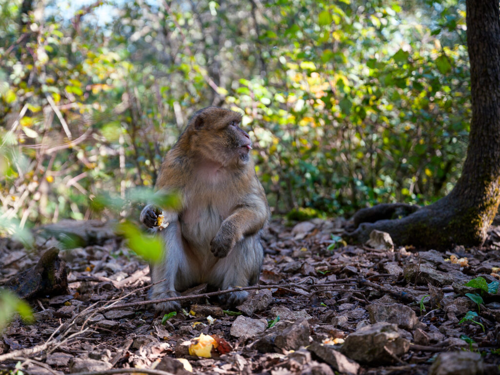 Forêt des Singes à Rocamadour, tourisme Dordogne