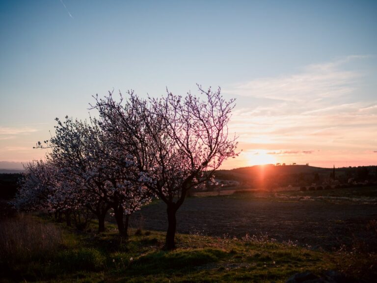 AFFICHE Coucher de soleil et Amandiers en fleurs, Salsigne, Montagne noire. Aude