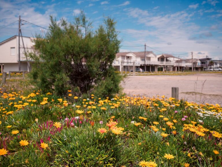 AFFICHE Champ de fleurs jaunes, Printemps. Plage des chalets à Gruissan, Aude