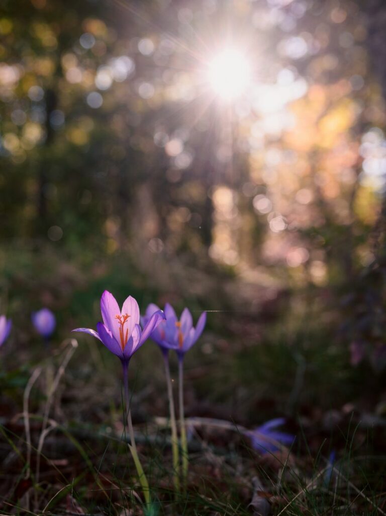 AFFICHE Champ de fleurs, Printemps. lac de Laprade, Montagne Noire, Aude