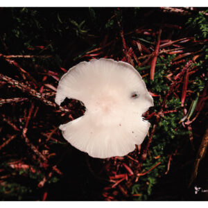 AFFICHE photo champignons, montagne noire. Aude. Macro photo