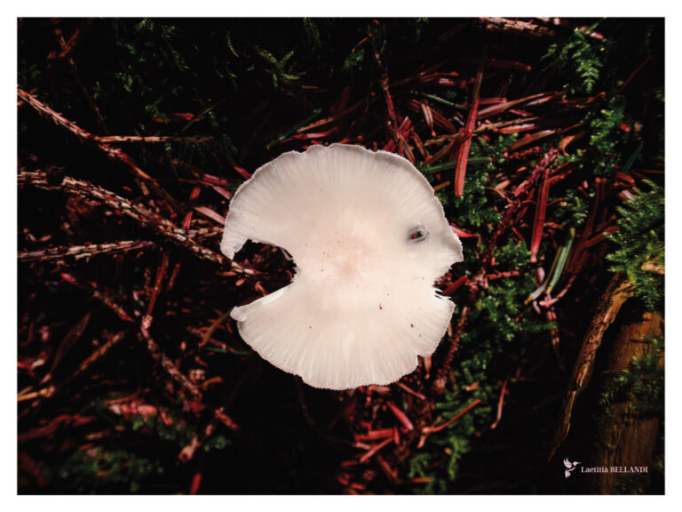 AFFICHE photo champignons, montagne noire. Aude. Macro photo