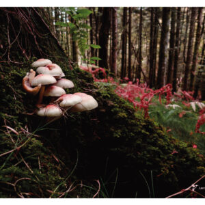AFFICHE photo champignons en montagne noire, Aude