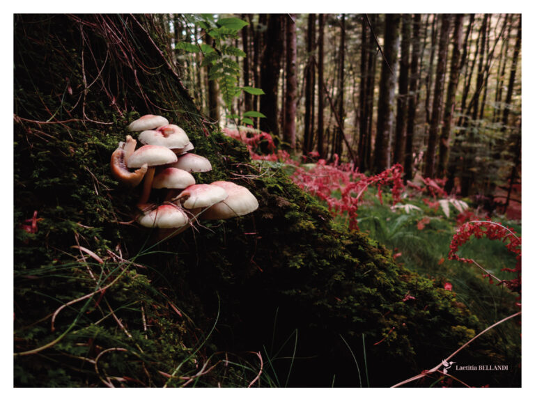 AFFICHE photo champignons en montagne noire, Aude