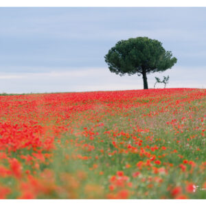 AFFICHE, champs de coquelicots, Aude