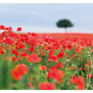 AFFICHE, champs de coquelicots, Aude