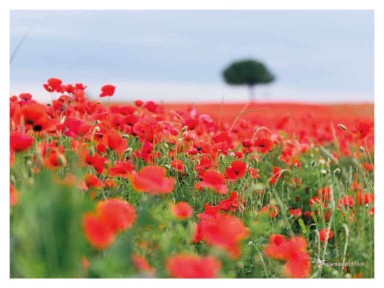 AFFICHE, champs de coquelicots, Aude
