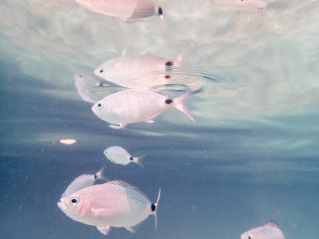 Gallipoli Les Pouilles, Italie du Sud