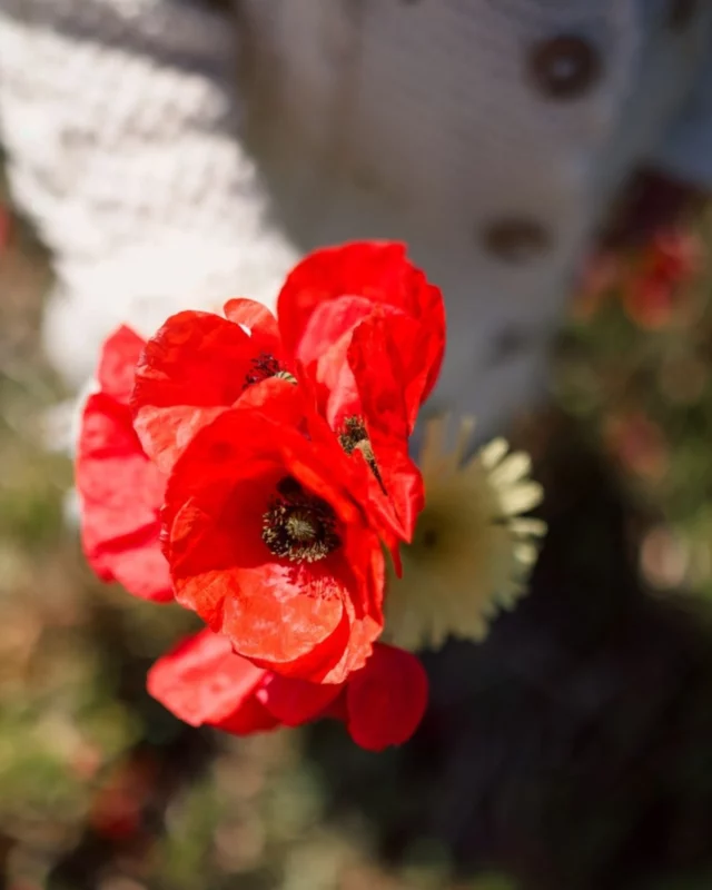 Photos de famille au milieu des coquelicots 

Laeti 💋
Photographe famille à Carcassonne

#lovemyjob❤ #mumtrepreneur #femmephotographe #fleurbleue #photographecarcassonne